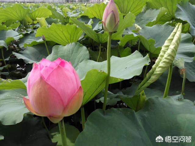 作为摄影爱好者+头条用户，你怎么看待头条举办的摄影大赛？你会参加么？如何参加？-第2张图片-亚星国际官网