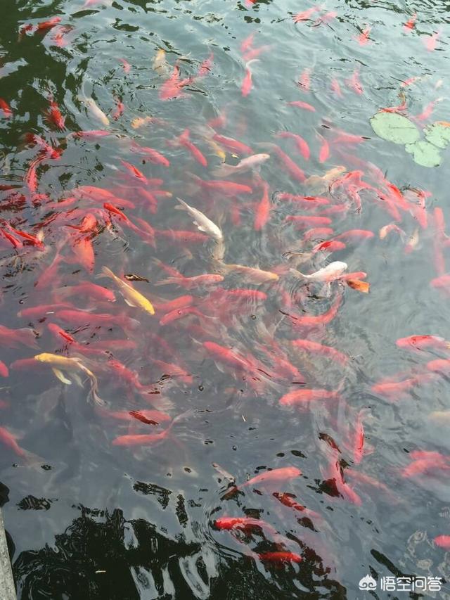 作为摄影爱好者+头条用户，你怎么看待头条举办的摄影大赛？你会参加么？如何参加？-第4张图片-亚星国际官网