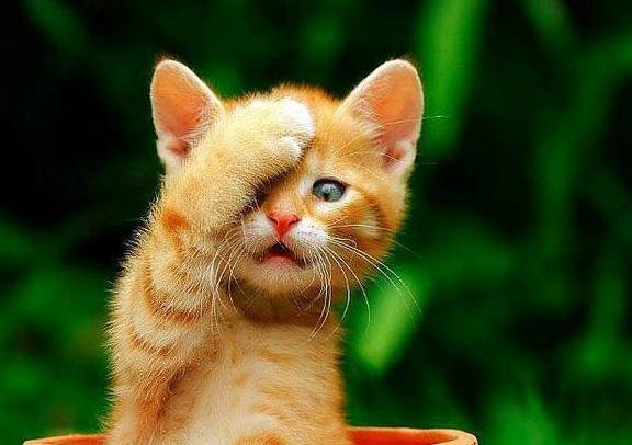 关掉华为手机照相声音
:想当一个摄影师，把猫猫拍得更好看吗？这些一定要记住