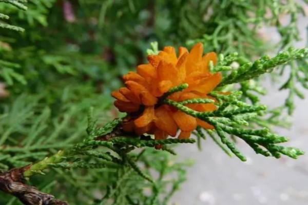 药安食美官方下载苹果版:最奇特的植物病原菌——雪松苹果锈病-第1张图片-亚星国际官网