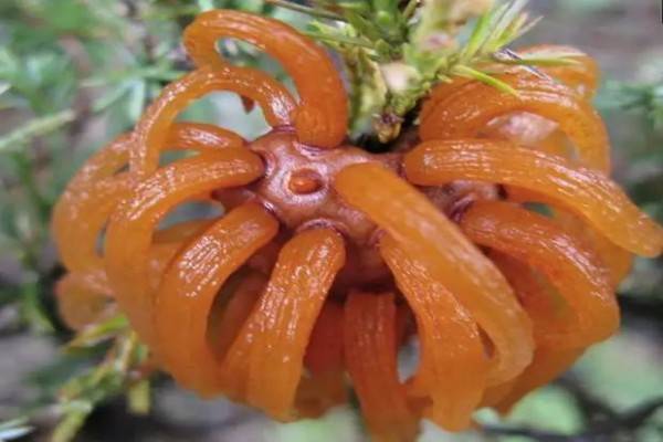 药安食美官方下载苹果版:最奇特的植物病原菌——雪松苹果锈病-第2张图片-亚星国际官网
