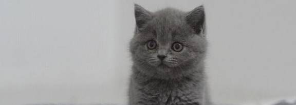 苹果韩版和国内有什么区别:高地蓝猫和蓝猫有什么区别？
