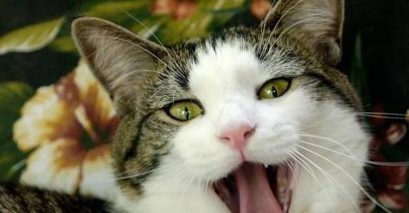 饿了吗星苹果版:你的猫为什么总是叫？只是饿了吗？