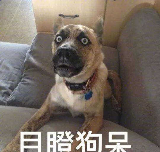 手机看片:爆笑段子：“哥们你能不能别跟着我了，我都到家了 ”