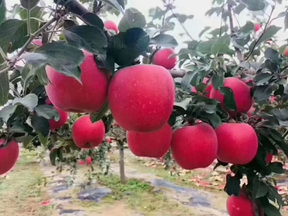 植物苹果的新闻植物僵尸95版下载链接-第2张图片-亚星国际官网