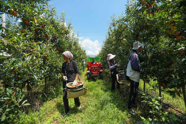 塔城秋收苹果的新闻十大公认最好的苹果品种-第2张图片-亚星国际官网