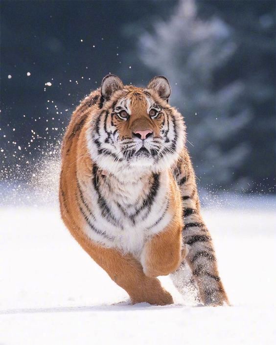 去大猫手机版去大猫电影官网