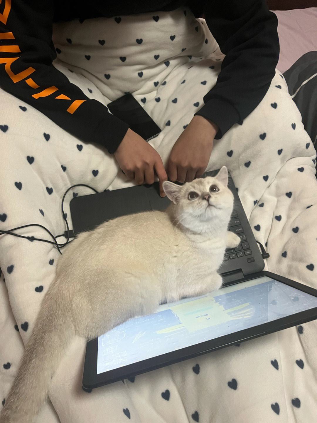 码字猫安卓版码字猫爱码字免费阅读