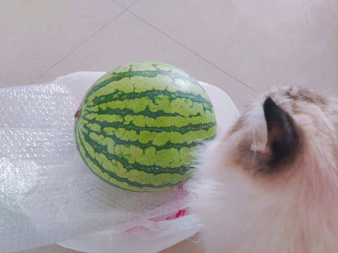 西瓜看苹果版苹果手机自带日本西瓜卡